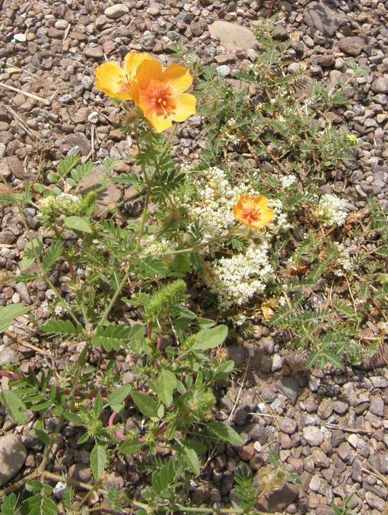 Image de Kallstroemia grandiflora Torr. ex A. Gray