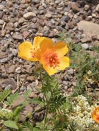 Image de Kallstroemia grandiflora Torr. ex A. Gray