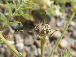 Image de Kallstroemia grandiflora Torr. ex A. Gray