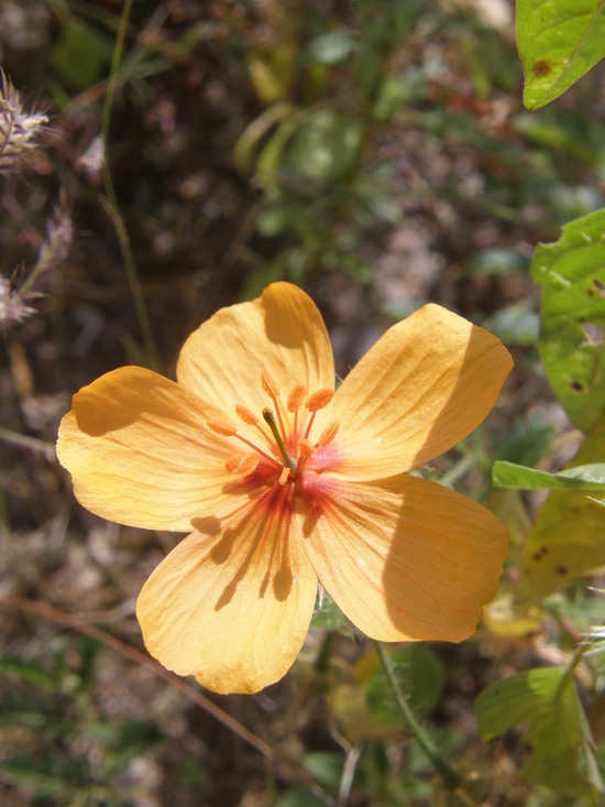 Image de Kallstroemia grandiflora Torr. ex A. Gray