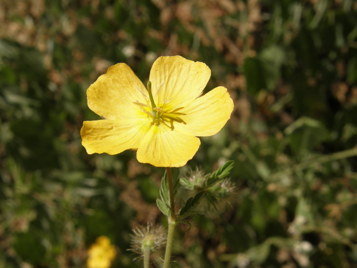 Image de Kallstroemia grandiflora Torr. ex A. Gray