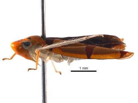 Image of Cicadellini
