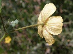 Image de Kallstroemia grandiflora Torr. ex A. Gray