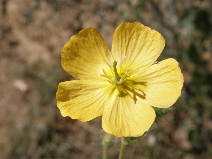 Image de Kallstroemia grandiflora Torr. ex A. Gray