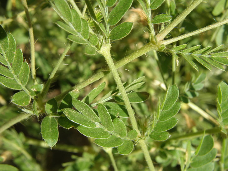 Image de Kallstroemia grandiflora Torr. ex A. Gray