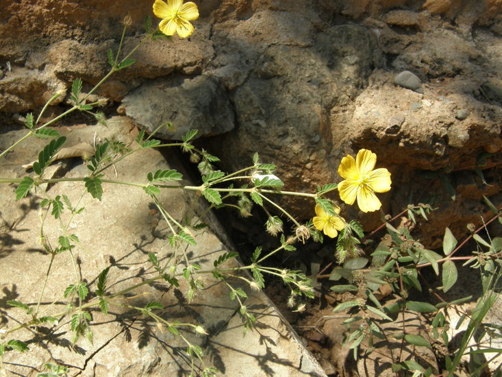 Image de Kallstroemia grandiflora Torr. ex A. Gray