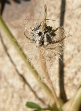 Image of Arizona poppy