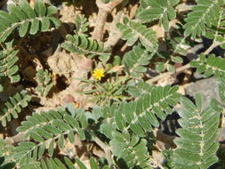 Image of Arizona poppy