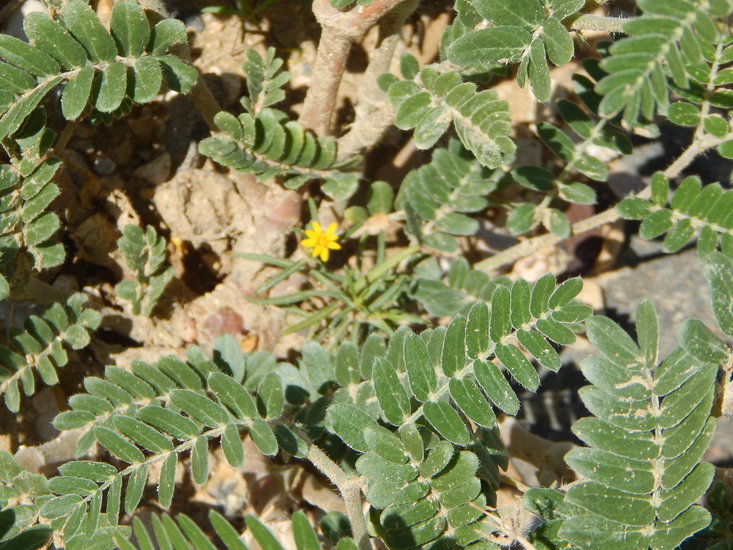 Image de Kallstroemia grandiflora Torr. ex A. Gray