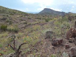 Image of Arizona poppy