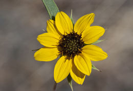 Image de Helianthus bolanderi Gray