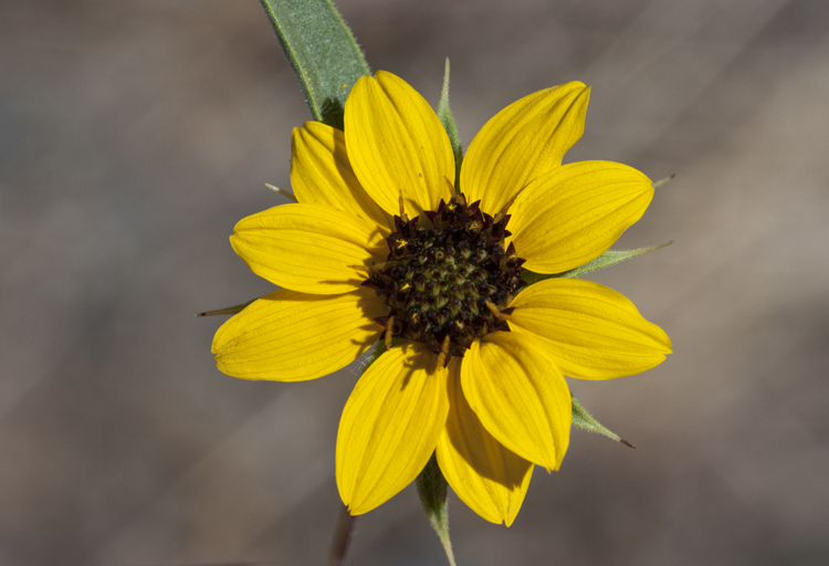 Image of serpentine sunflower