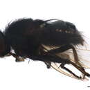 Image of Pollenomyia