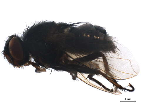 Image of Pollenomyia