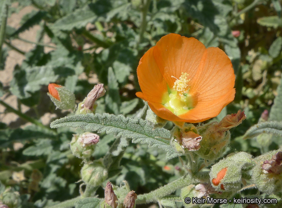 Plancia ëd Sphaeralcea angustifolia (Cav.) G. Don