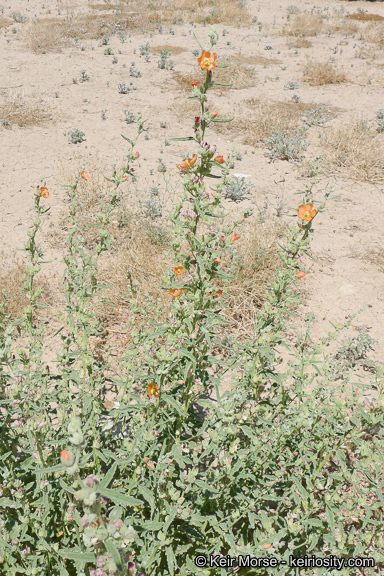 Image of copper globemallow