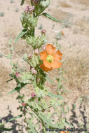 Plancia ëd Sphaeralcea angustifolia (Cav.) G. Don