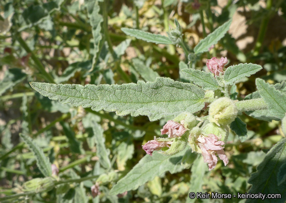 Plancia ëd Sphaeralcea angustifolia (Cav.) G. Don