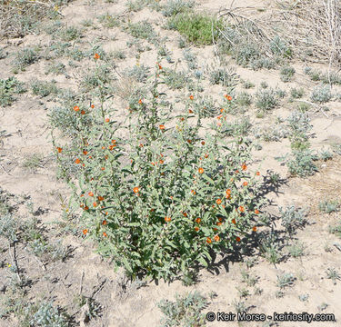 Image of copper globemallow