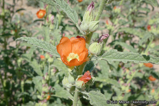 Image of copper globemallow