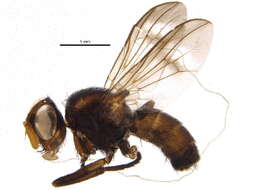 Image of Rhinophorinae