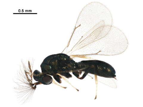 Image of Galeopsomyia