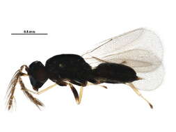 Image of Galeopsomyia