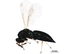 Image of Galeopsomyia