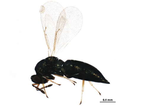 Image of Galeopsomyia