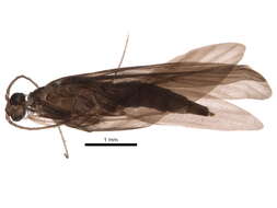 Image of Xiphocentroninae