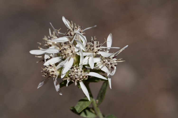 Plancia ëd Sericocarpus oregonensis var. californicus (Durand) G. L. Nesom