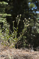 Image of Oregon whitetop aster