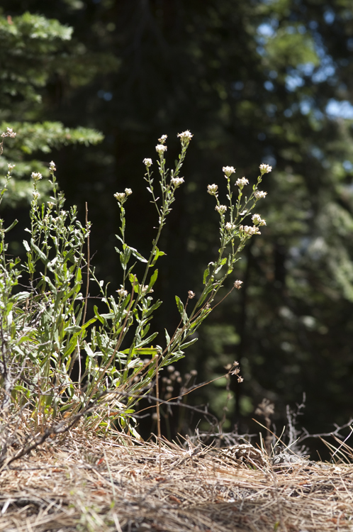 Image of Oregon whitetop aster