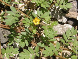 Image of warty caltrop