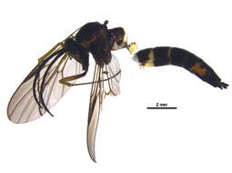 Image of Olbiogaster