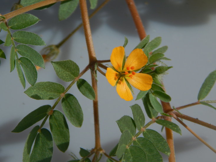 Image of warty caltrop