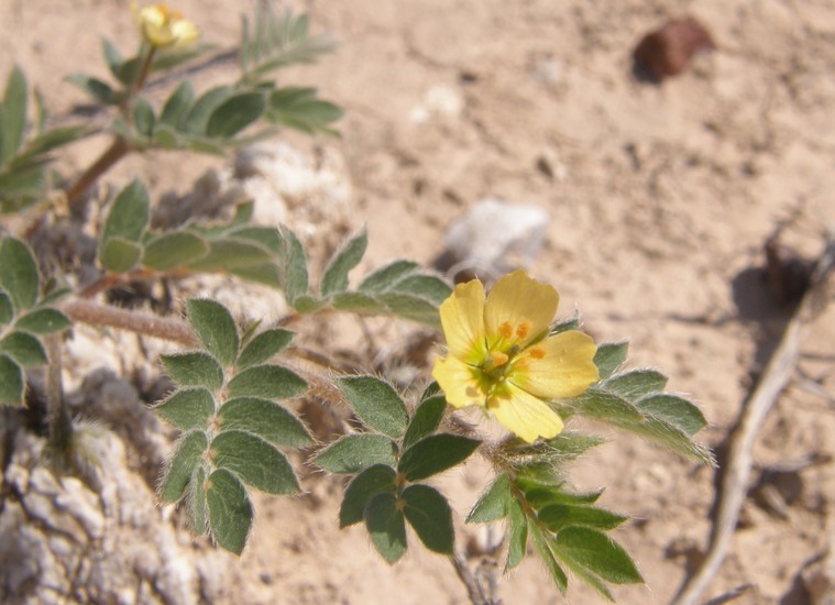 Image of warty caltrop