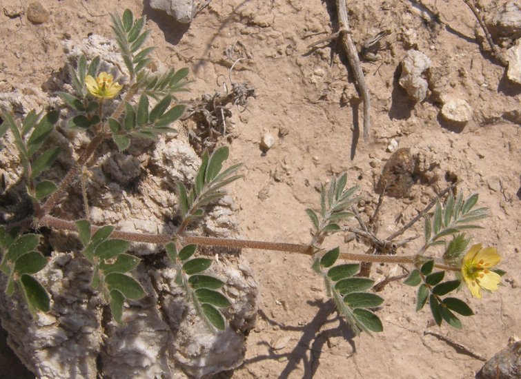 Image of warty caltrop