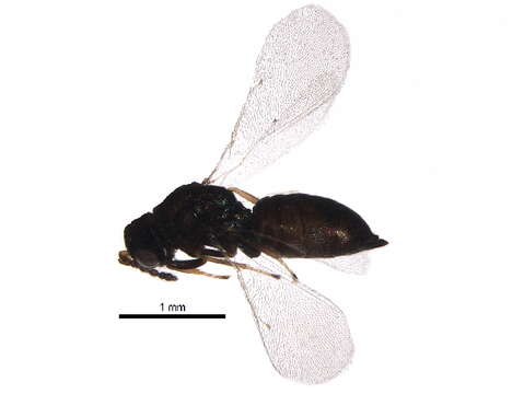 Image of Galeopsomyia