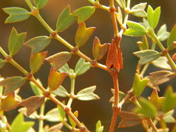 Image of Larrea cuneifolia Cav.