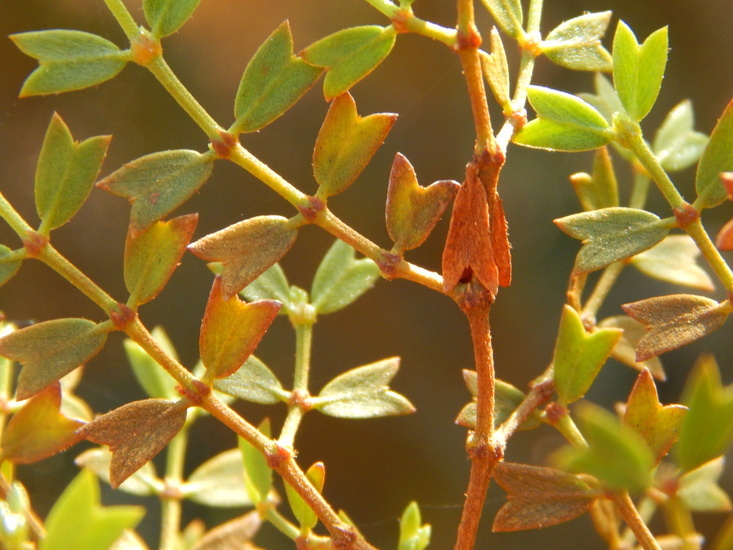 Image de Larrea cuneifolia Cav.