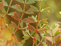 Image of Larrea cuneifolia Cav.