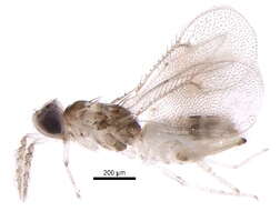 صورة Chrysonotomyia