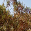 Image of Larrea cuneifolia Cav.