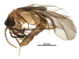 Image of Telegeusinae