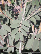 Image of Coues' cassia