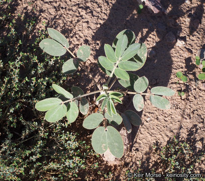 Plancia ëd Senna covesii (A. Gray) H. S. Irwin & Barneby