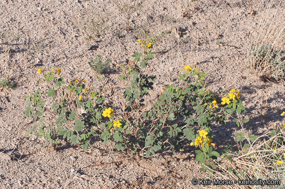 Plancia ëd Senna covesii (A. Gray) H. S. Irwin & Barneby