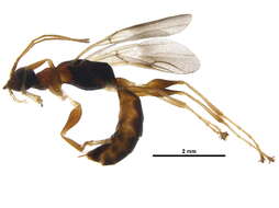 Image of Dryinus