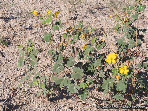 Plancia ëd Senna covesii (A. Gray) H. S. Irwin & Barneby